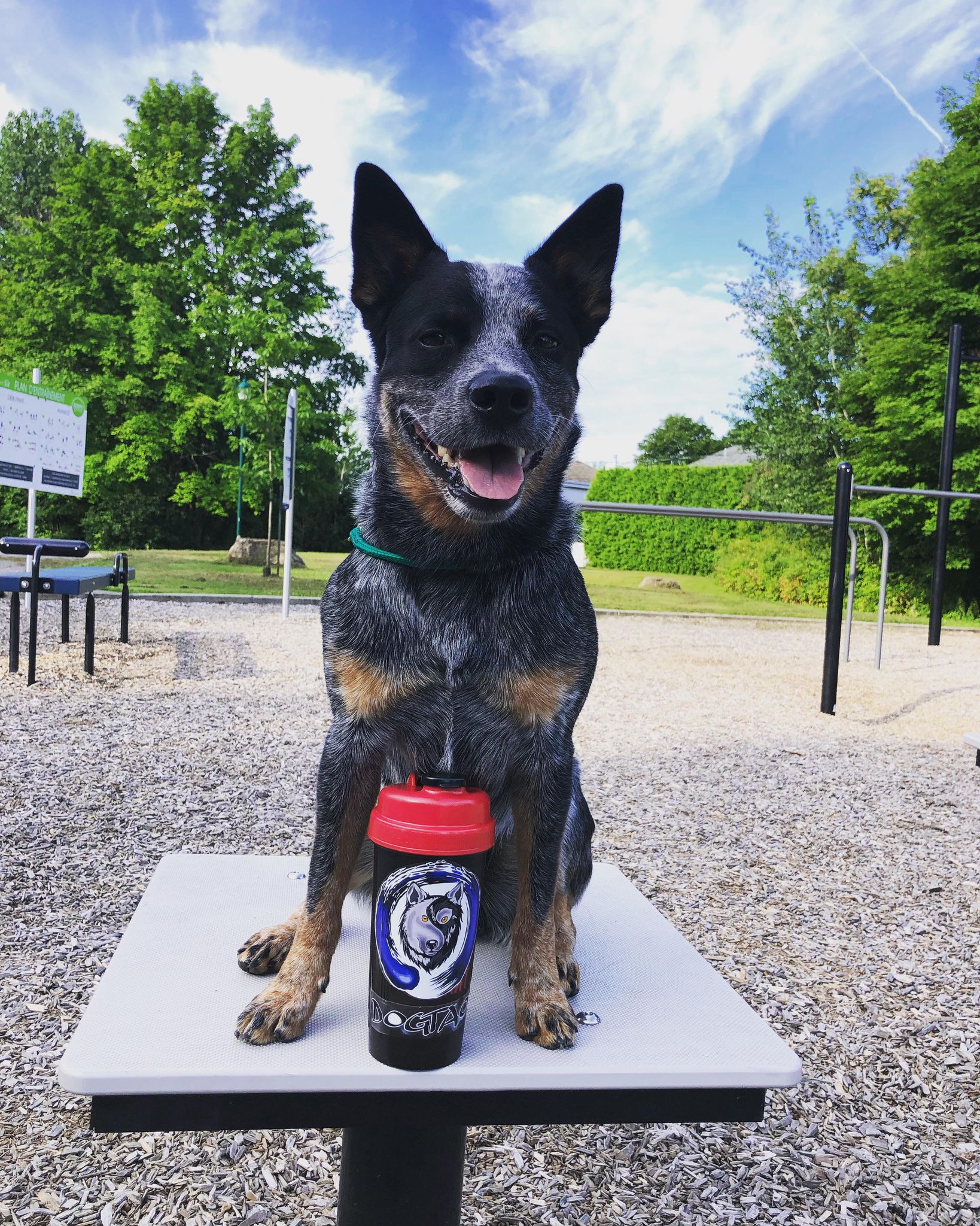 education-canine-chien-dresseur-dogtao