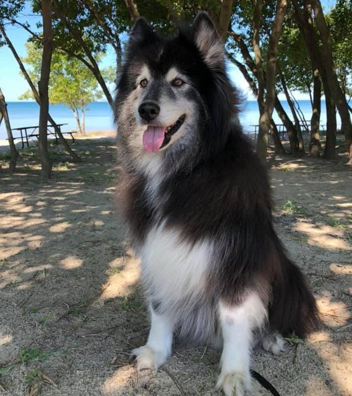 education-canine-chien-dresseur-dogtao