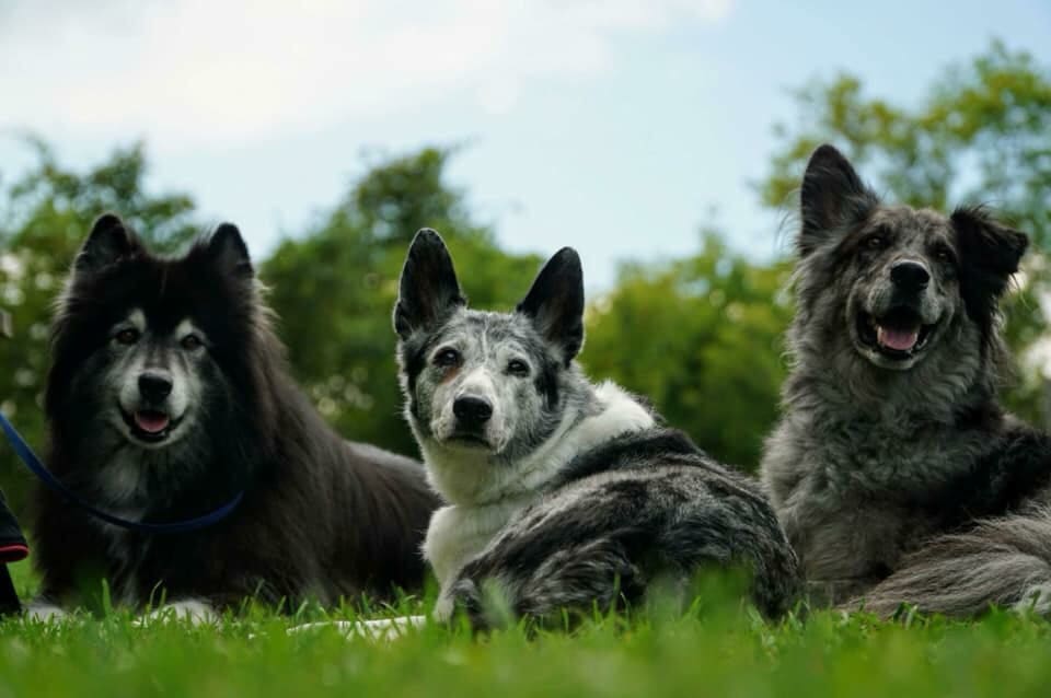 education-canine-chien-dresseur-dogtao